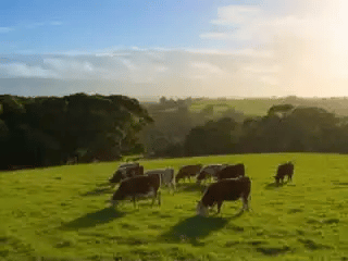 Cattle grazing on bright green Australian pasture at sunrise